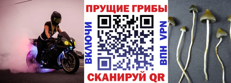 Купить закладки  Могоча  Псилоцибиновые грибы Psilocybe 